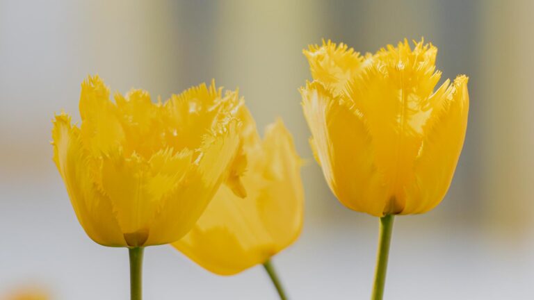 พระวิมลศาสนวิเทศ